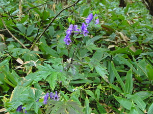 DSCN9501