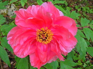 DSCN9352