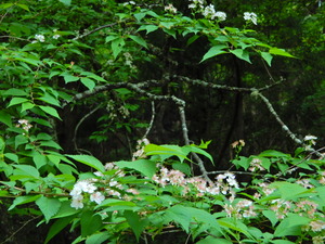 DSCN0008