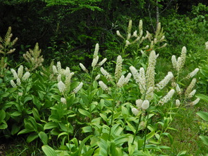 DSCN0243