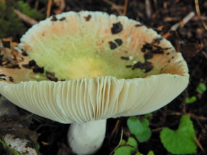 DSCN1041