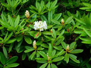 DSCN9909