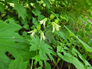 DSCN0062