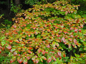 DSCN0156
