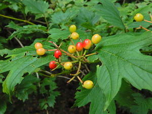DSCN0221