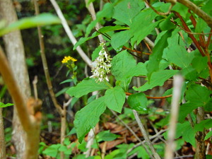 DSCN0366