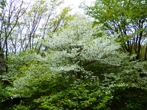 DSCN5737