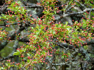 DSCN0684