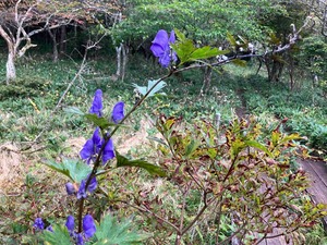 IMG_5990
