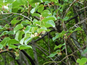 DSCN9909