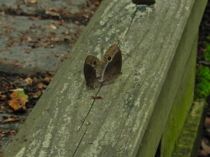 ジャノメチョウ