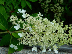DSCN0242