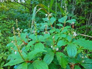 DSCN0187