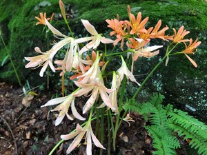 IMG_5280