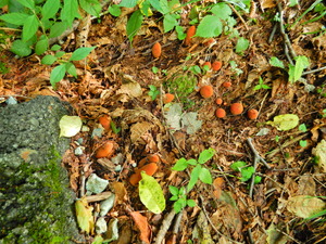 DSCN7541