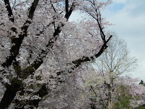 DSCN9931