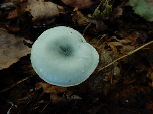 DSCN1457