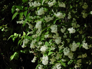 DSCN0215