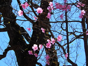 DSCN0490