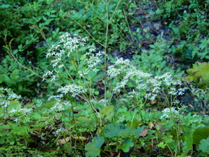DSCN1873