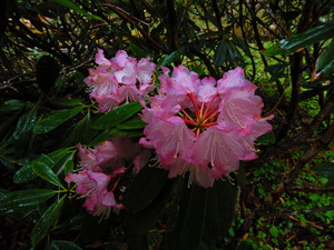 DSCN9522