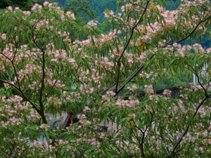DSCN1076