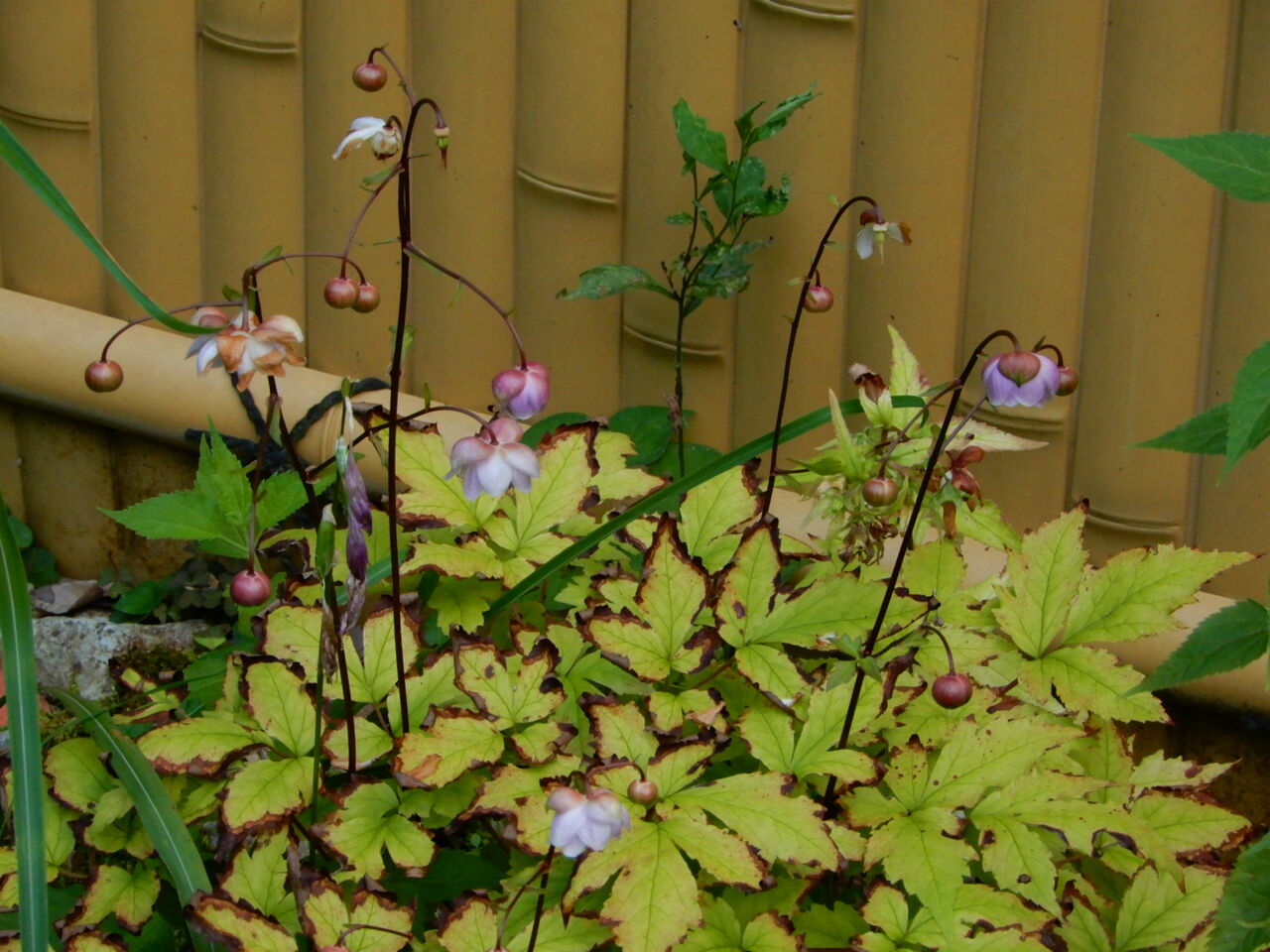 庭のレンゲショウマも咲いています 塩原温泉 彩つむぎ 女将の独り言