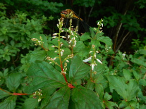DSCN8796