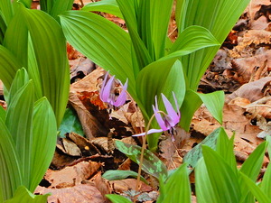 DSCN0679
