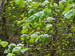 DSCN0032