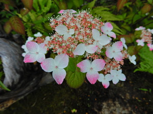 DSCN0200