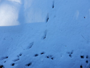 DSCN8681