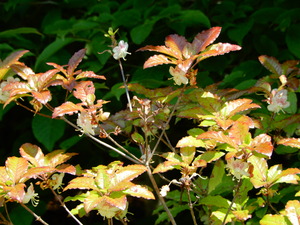 DSCN0793