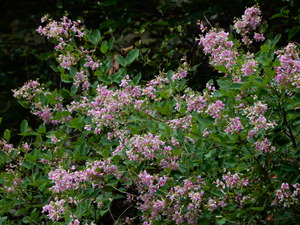 DSCN0608