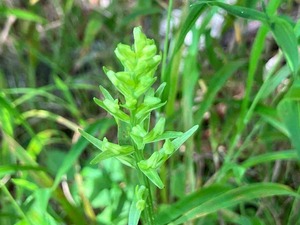 IMG_0589