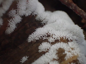 P8224045