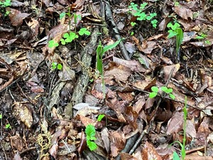 IMG_9351