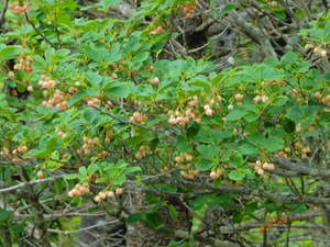 DSCN9647