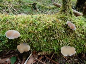 DSCN1420