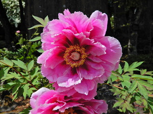 DSCN9301