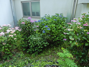 DSCN0025