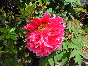 DSCN9325