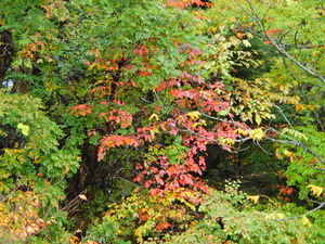 DSCN0031