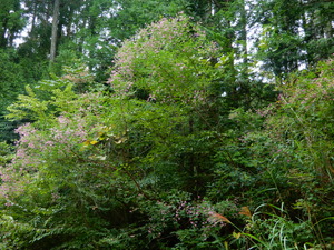 DSCN0562