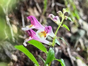 IMG_2161