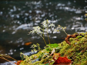 DSCN4401