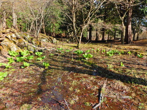 DSCN0062
