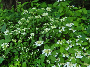DSCN0187