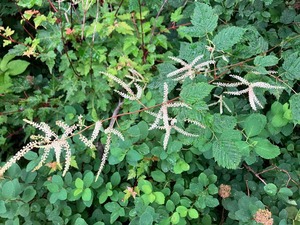 IMG_1145