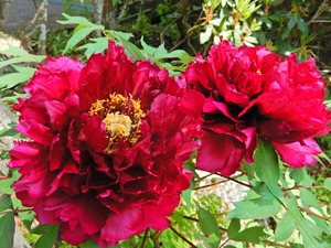 DSCN9322